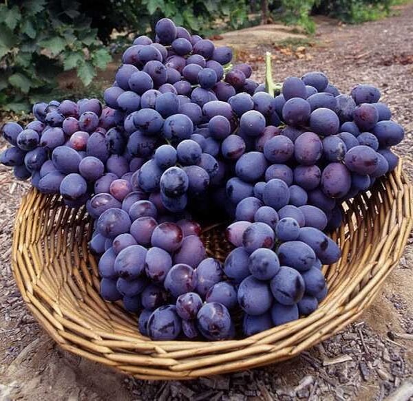 ΟΤΟΜΝ ΡΟΥΑΓΙΑΛ(en translation)