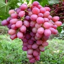 ΚΑΡΝΤΙΝΑΛ(en translation)