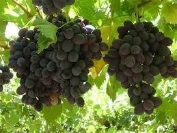 ΜΟΣΧΑΤΟ ΑΜΒΟΥΡΓΟΥ(en translation)