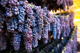 ΚΟΡΙΝΘΙΑΚΗ ΣΤΑΦΙΔΑ(en translation)