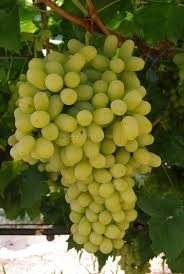 ΣΟΥΛΤΑΝΙΝΑ