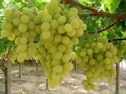 ΙΤΑΛΙΑ(en translation)