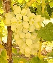 ΡΟΖΑΚΙ(en translation)