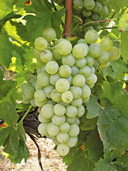 ΝΤΕΜΠΊΝΑ(en translation)