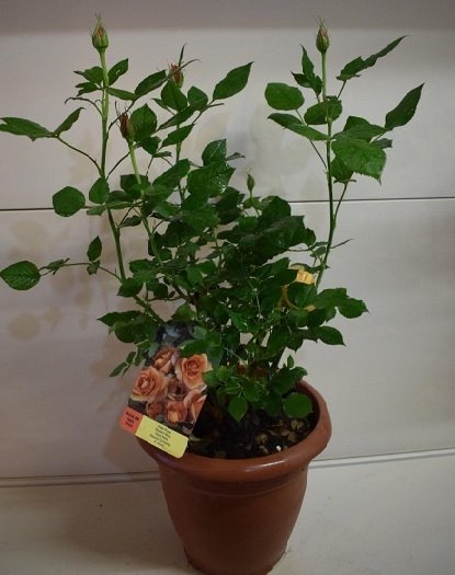 Τριανταφυλλιά(en translation)