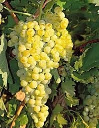 ΣΑΒΒΑΤΙΑΝΟ(en translation)