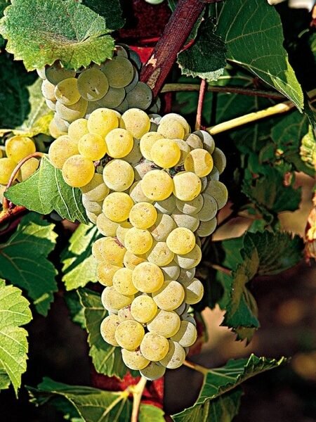 ΣΑΡΝΤΟΝΕ(en translation)