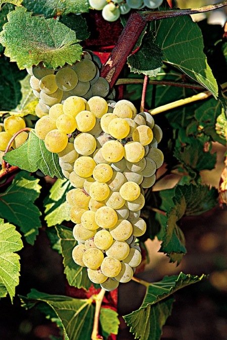 ΣΑΡΝΤΟΝΕ(en translation)