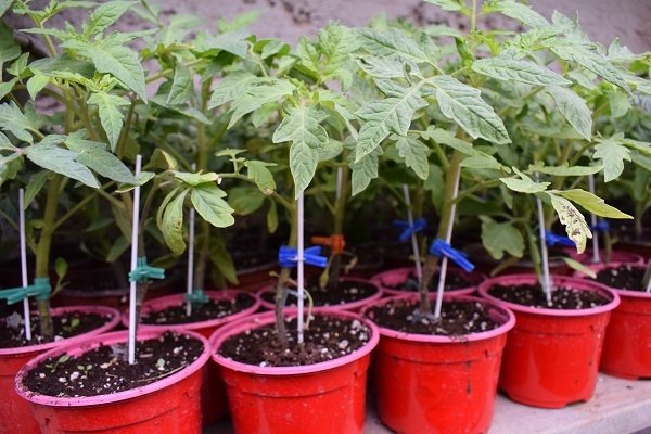 Φυτεύουμε(en translation)