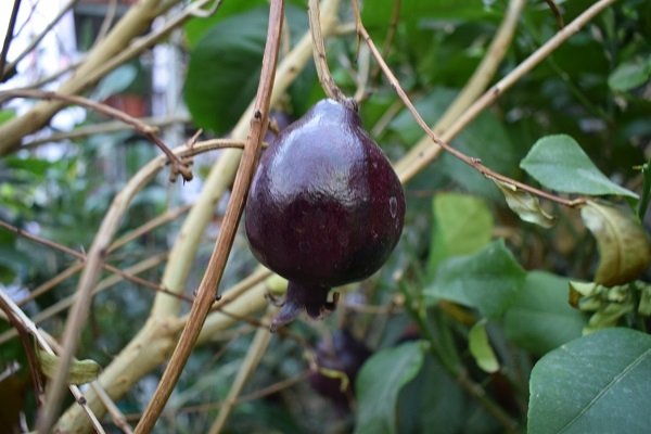 Ροδιά(en translation)