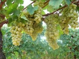 ΜΑΛΑΓΟΥΖΙΑ(en translation)