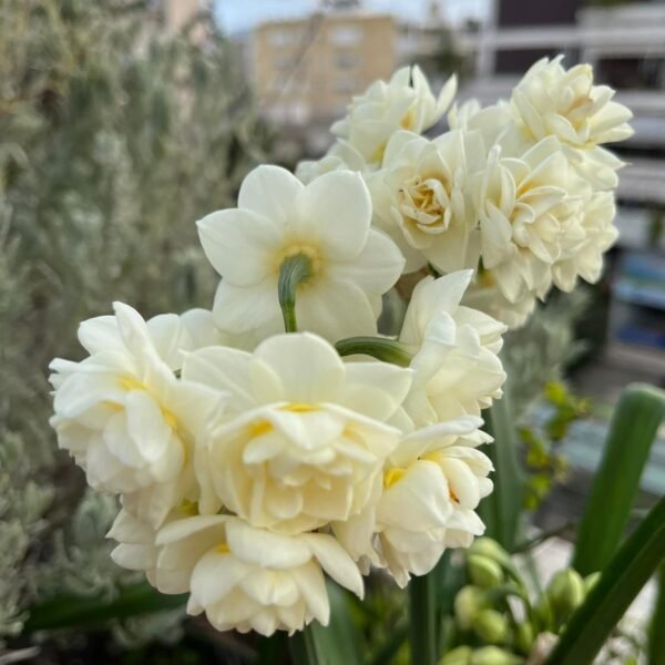 Ζαμπάκια-Μανουσάκια-Ναρκισσάκια(en translation)