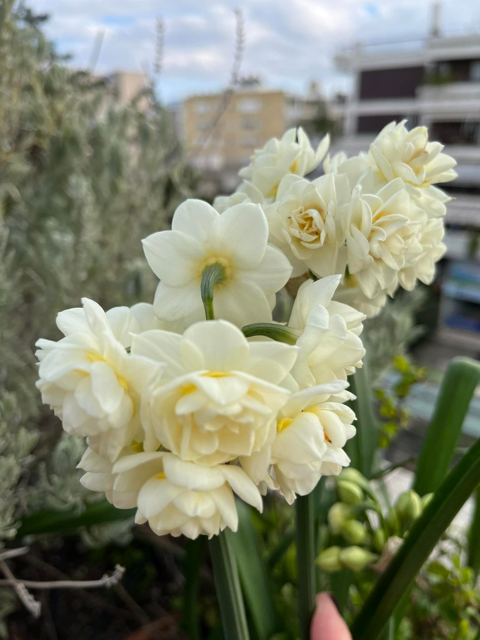 Ζαμπάκια-Μανουσάκια-Ναρκισσάκια(en translation)