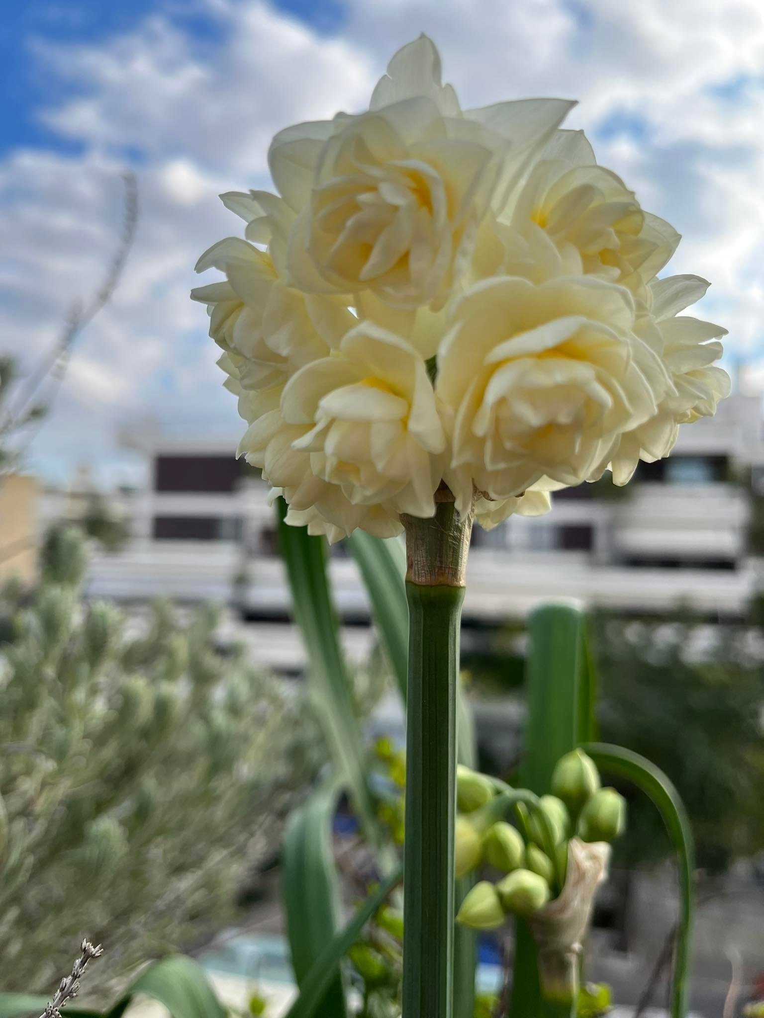 Ζαμπάκια-Μανουσάκια-Ναρκισσάκια(en translation) - Image 2