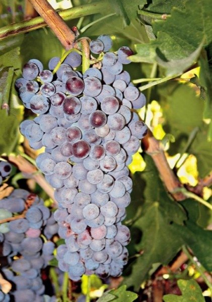 ΞΙΝΟΜΑΥΡΟ (ΝΑΟΥΣΗΣ-ΠΟΠΌΛΚΑ)(en translation)