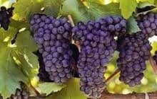 ΣΕΝΖΩ(en translation)