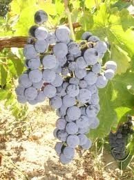 ΜΑΥΡΟΔΑΦΝΗ (Θυνιάτικο)(en translation)