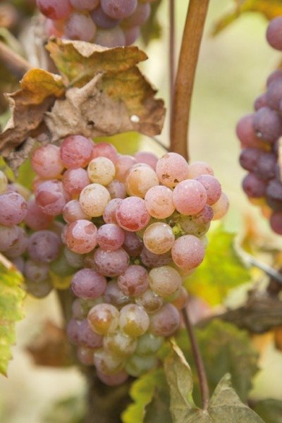 ΡΟΔΙΤΗΣ ΚΟΚΚΙΝΟΣ (ΑΛΕΠΟΥ)(en translation)