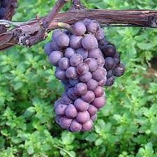 ΑΥΓΟΥΣΤΙΑΤΗΣ(en translation)