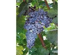 ΜΑΥΡΟΤΡΑΓΑΝΟ(en translation)