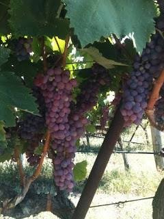 ΠΑΜΙΔΙ(en translation)