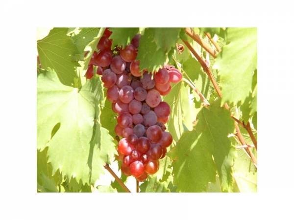 ΦΩΚΙΑΝΟ (Ερικαράς, Δαμασκηνό, Σαμιώτικο)(en translation)