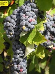 ΒΕΡΤΖΑΜΙ(en translation)