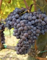 SANGIOVESE(en translation)