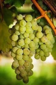 ΣΟΒΙΝΙΟΝ ΜΠΛΑΝ(en translation)