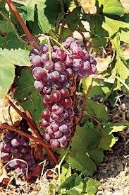 ΜΟΣΧΟΦΙΛΕΡΟ(en translation)