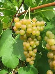 ΜΟΣΧΑΤΟ(en translation)