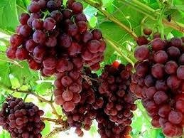 ΧΙΛΙΑΝΗ(en translation)