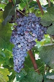 ΒΑΦΤΡΑ(en translation)