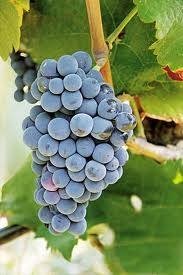 ΒΛΑΧΙΚΟ(en translation)