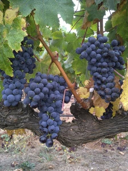 CABERNET FRANC