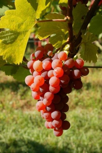 GEWURZTRAMINER(en translation)