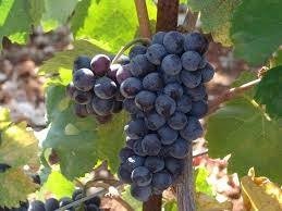 ΚΟΤΣΙΦΑΛΙ(en translation)