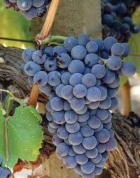 ΛΙΑΤΙΚΟ(en translation)