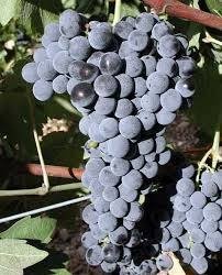 ΜΑΥΡΟΣΤΥΦΟ(en translation)