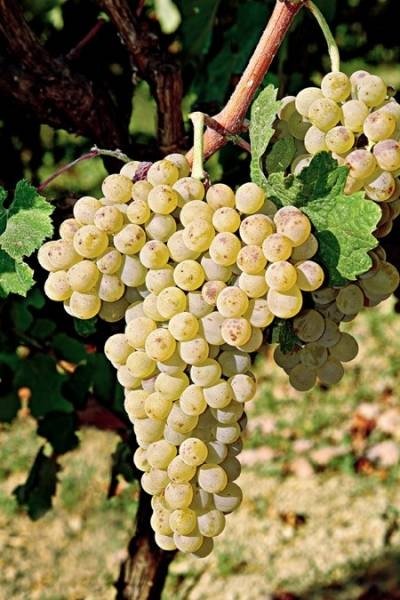 ΒΗΛΑΝΑ(en translation)