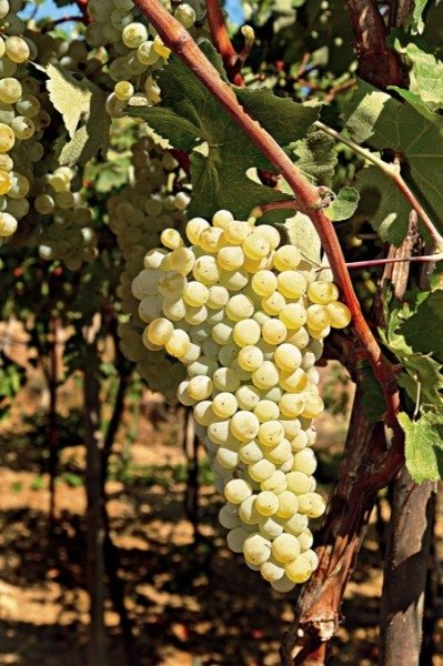 ΒιΔΙΑΝΟ΄ (Αβιδιανό)(en translation)