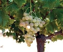 ΔΑΦΝΙ(en translation)