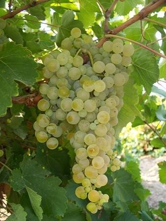 ΖΑΚΥΝΘΙΝΟ(en translation)