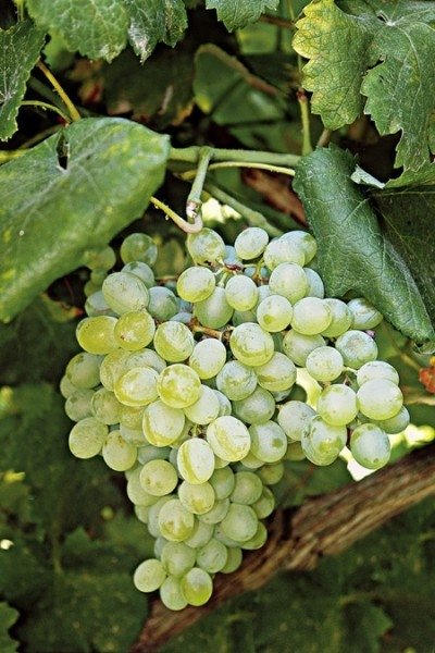 ΘΡΑΨΑΘΗΡΙ(en translation)