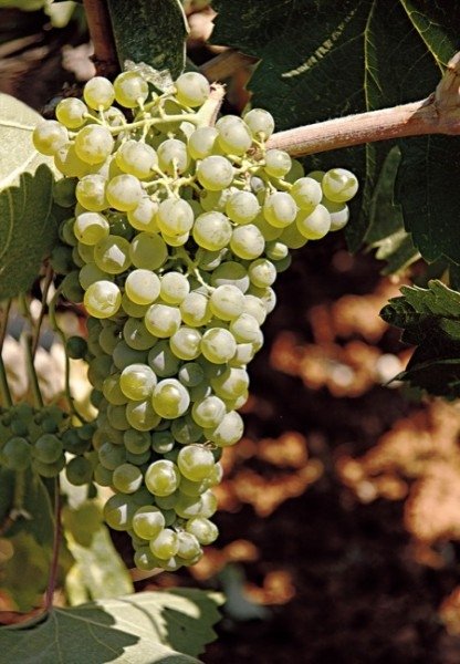 ΛΑΓΟΡΘΙ(en translation)