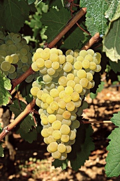 ΠΛΥΤΟ(en translation)