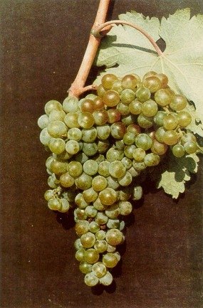 ΠΡΙΚΝΑΔΙ(en translation)