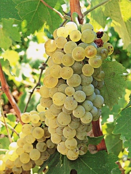 ΡΟΜΠΟΛΑ(en translation)