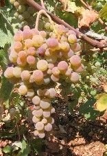 ΤΣΑΟΥΣΙ(en translation)