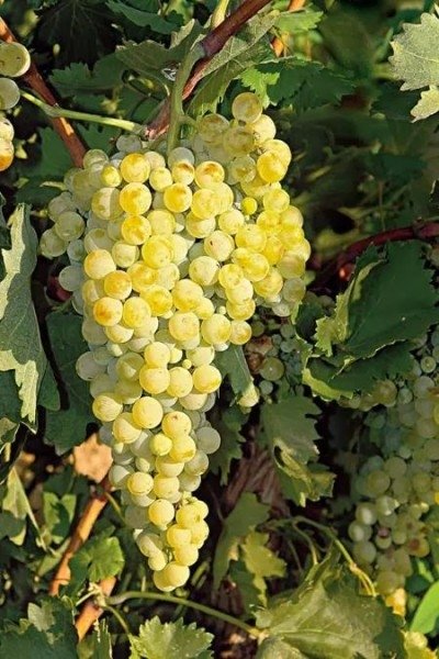 ΑΪΔΑΝΙ ΛΕΥΚΟ(en translation)